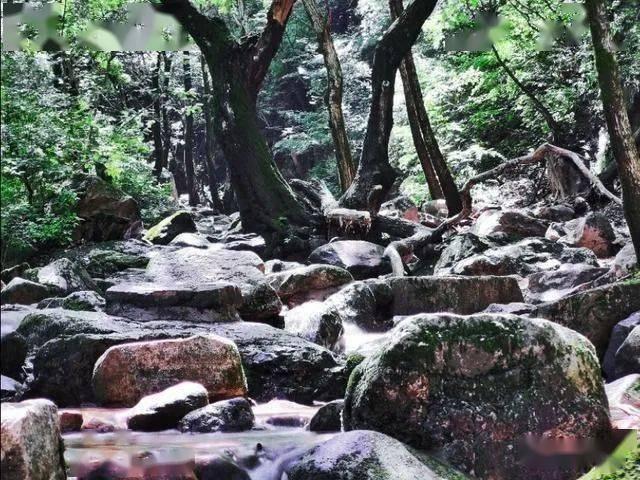 春雨直播app